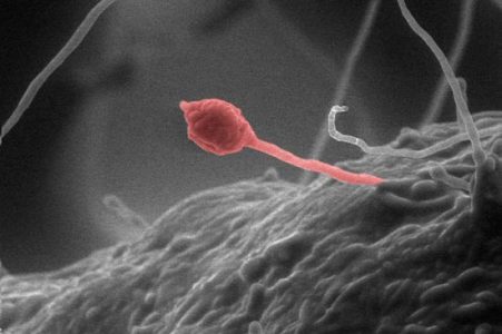 A Fuel-producing Fungus Image